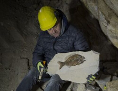 martedì 11 febbraio | IL PESCE NELLA ROCCIA E IL MARE SULLA VETTA DEL MONTE Bolca e la sua pesciara